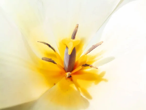 Adding Little Colour Springtime Beautiful Flowers —  Fotos de Stock