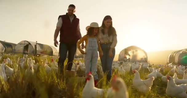 Tavuk Aile Çiftlikte Bir Kız Anne Baba Kümes Hayvanları Endüstrisinde — Stok video