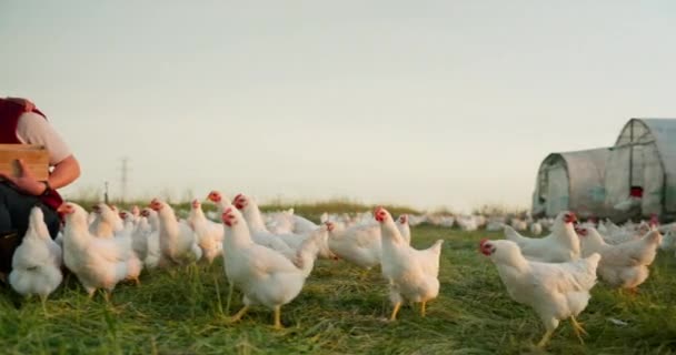Lantbruk Kyckling Och Porträtt Familj Med Boskap Jordbruket Hållbart Och — Stockvideo
