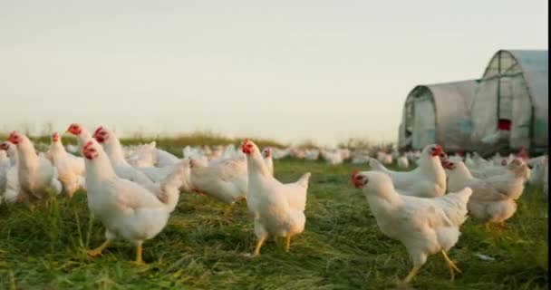 Farm Család Csirke Egy Lánnyal Anyával Apával Akik Baromfitenyésztésben Dolgoznak — Stock videók