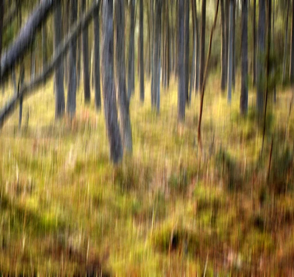 Forest Wilderness Uncultivated Forest Wilderness Denmark Odde Natural Park — Foto Stock