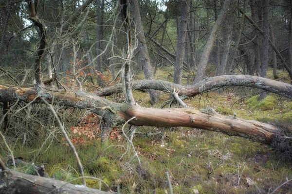 Forest Wilderness Uncultivated Forest Wilderness Denmark Odde Natural Park — Stockfoto