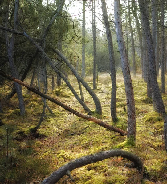 Forest Wilderness Uncultivated Forest Wilderness Denmark Odde Natural Park — Stok fotoğraf