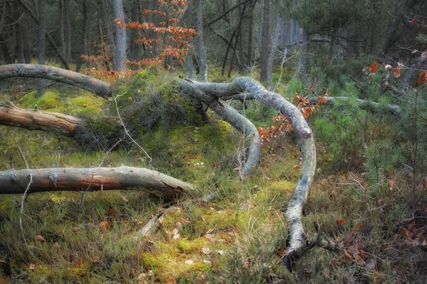 Forest Wilderness Uncultivated Forest Wilderness Denmark Odde Natural Park — 스톡 사진