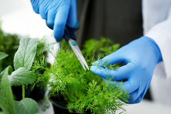 식물의 중요성을 과소평가 과학자가 실험을 식물에서 샘플을 채취하는 — 스톡 사진