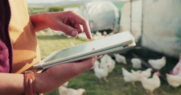 Dijital Tablet Tavuk Çiftçisi Sürdürülebilir Organik Çiftlik Hayvanları Sağlıklı Hasat — Stok video