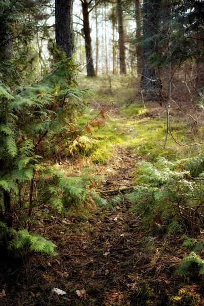 Forest Wilderness Uncultivated Forest Wilderness Denmark Odde Natural Park — Stock Photo, Image