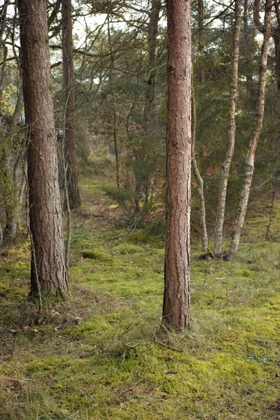 Forest Wilderness Uncultivated Forest Wilderness Denmark Odde Natural Park — ストック写真