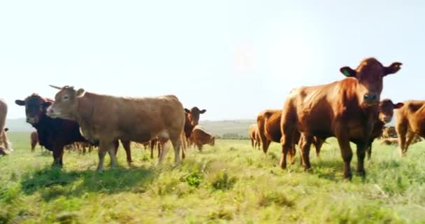 Fazenda Natureza Campo Vacas Campo Com Animais Pacíficos Comendo Relaxado — Vídeo de Stock