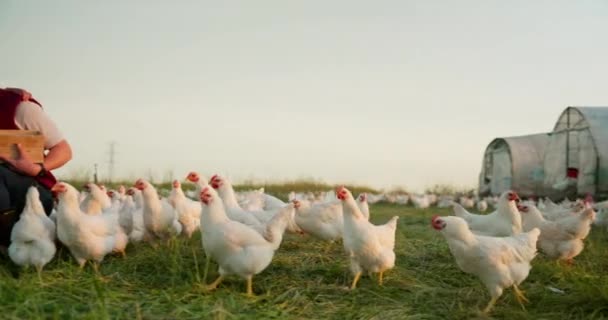 Çiftlik Tavuk Aile Portresi Tarım Sürdürülebilir Yeşil Alanlar Çevre Dostu — Stok video