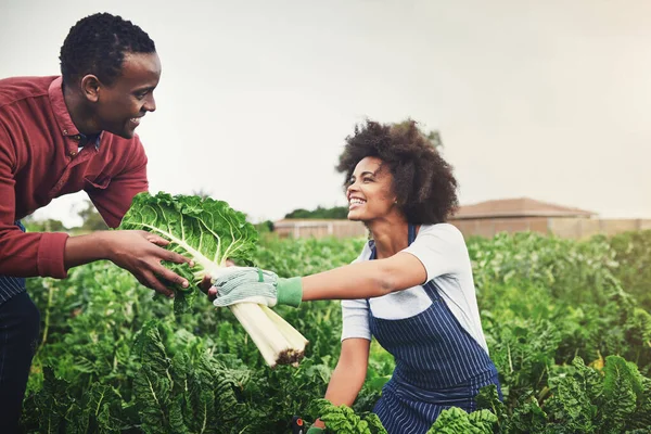 Descubra Alegrias Benefícios Cultivar Vegetais Saudáveis Caseiros Jovem Casal Agricultores — Fotografia de Stock