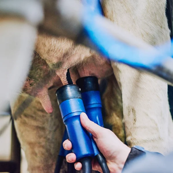 Přinesl Jsem Mléko Vemene Nízký Úhel Záběru Krávy Mechanicky Dojené — Stock fotografie