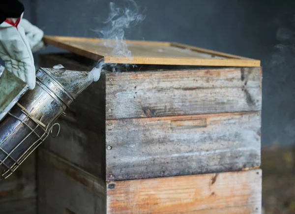 Včelařství Kouř Dřevěná Bedna Pro Včelí Chov Kuřáckými Nástroji Pro — Stock fotografie