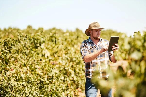 彼はより良い作物管理を支援するアプリを持っています ブドウ畑で働いているデジタルタブレットを使っている農家は — ストック写真