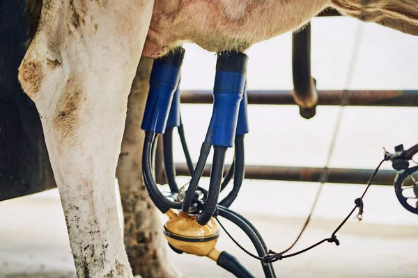 Být Dojený Strojem Kráva Mechanicky Dojená Mléčné Farmě — Stock fotografie