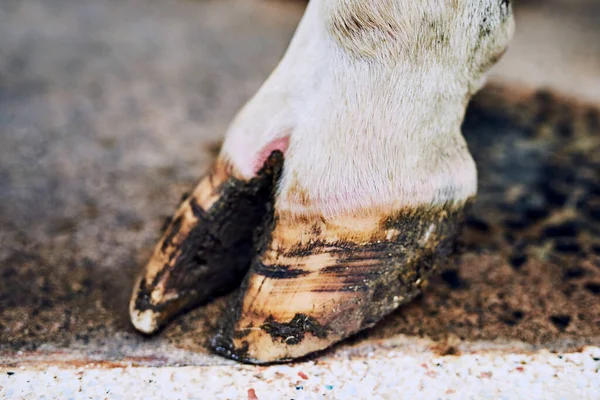 Sağlıklı Toynaklar Sağlıklı Bir Ineğin Işaretidir Süt Çiftliğinde Bir Ineğin — Stok fotoğraf