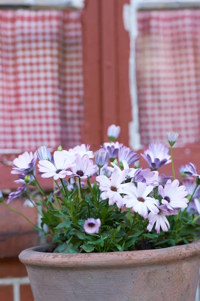 Osteospermum Flowers Pink Daysi — Foto Stock