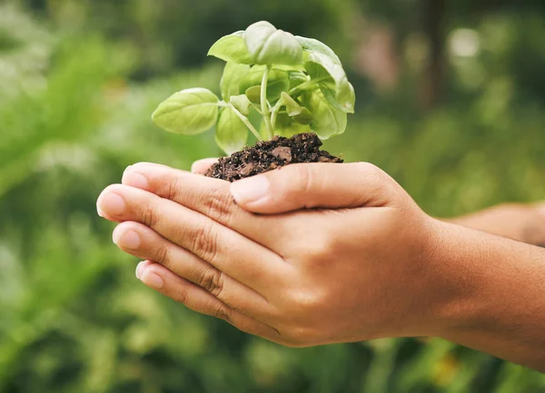 Növény Növekedés Kéz Fenntarthatóság Mezőgazdaság Elmosódott Zöld Hátterű Kertészeti Projekt — Stock Fotó