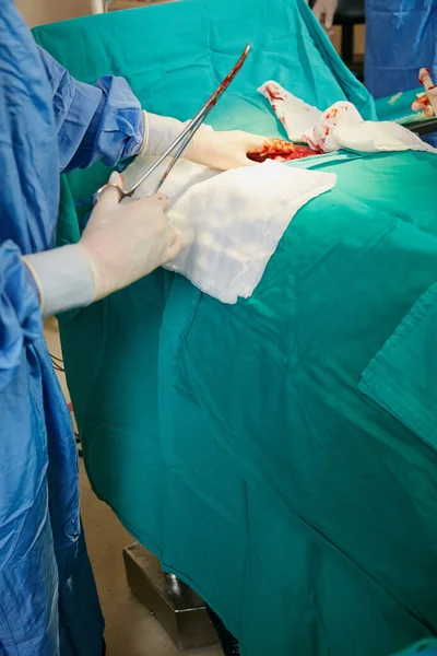 熟练进行救生手术 手术过程中使用钳的外科医生 — 图库照片
