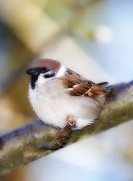 스패로우 Sparrows 바닷새류 Passeridae 일종이다 이들은 구세계 참새로 도알려져 있는데 — 스톡 사진
