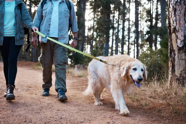 在森林 森林或大自然中遛狗 远足和遛狗的人 以探索 锻炼或外出旅行 徒步旅行和夫妇在度假时遛狗 — 图库照片