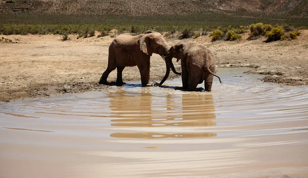 아프리카 동물들이 곳입니다 아프리카 평원의 코끼리들 — 스톡 사진