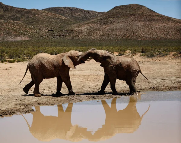 Los Elefantes También Pueden Ser Juguetones Elefantes Las Llanuras África — Foto de Stock