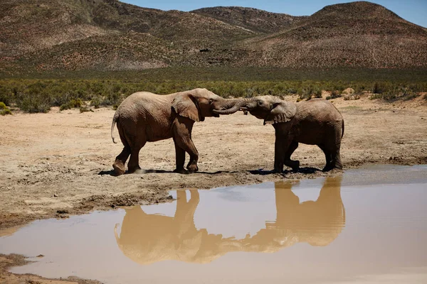 물웅덩이에서 아프리카 평원의 코끼리들 — 스톡 사진