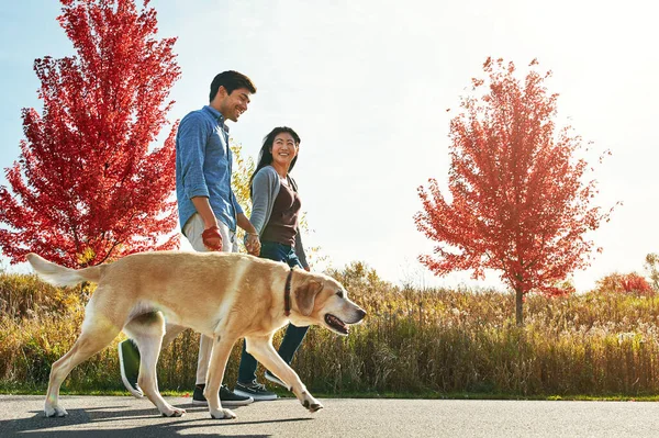 他肯定是个好父母 一对可爱的年轻夫妇带着他们的狗在公园里散步 — 图库照片