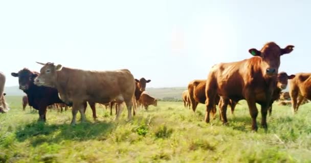 平和な動物が太陽の下で食べてリラックスして田舎の農場 自然と牛のフィールド 牧草地の風景の中に緑の草と南アフリカの農業のための家畜 農業と牛 — ストック動画