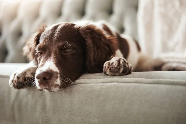 재밌는걸해 스러운 강아지가 소파에 누워서 — 스톡 사진