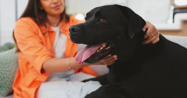 Mujer Perro Cuidado Sofá Sala Estar Casa Para Amor Tacto — Foto de Stock