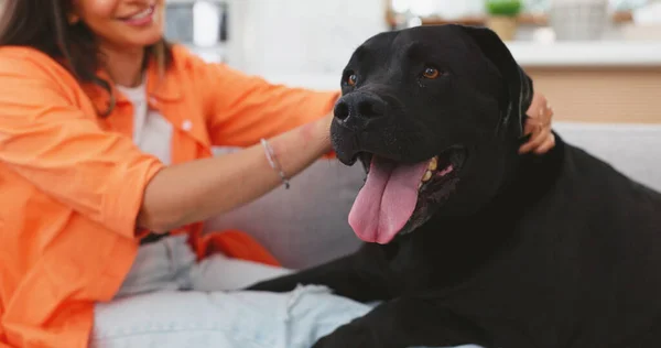 Mujer Perro Amor Sofá Sala Estar Hogar Para Cuidado Tacto — Foto de Stock