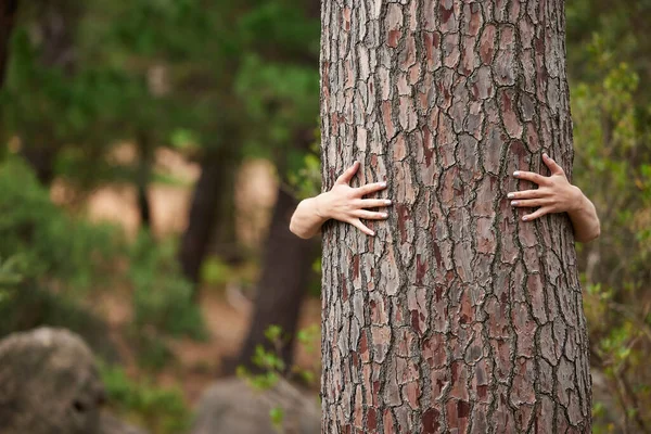 Nature, environment and person with a tree hug for sustainability, planet love and ecology. Forest, earth day and hands hugging trees to show care for woods, deforestation and climate change.
