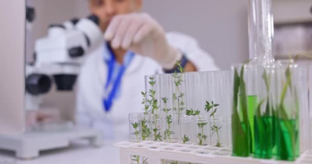 Forskare Växt Och Mikroskop Laboratorium För Analys Agroforskning Eller Studier — Stockvideo