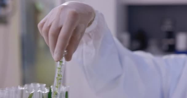 Forskare Laboratorium Team Och Provrör Med Växtvetenskapliga Studier För Gmo — Stockvideo