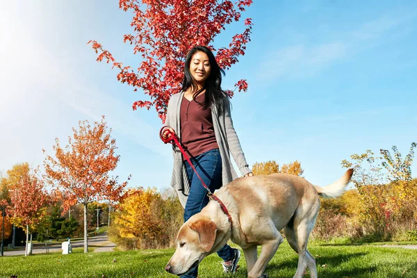养狗与健康有关 一个年轻女子带着她的狗在公园里散步 — 图库照片