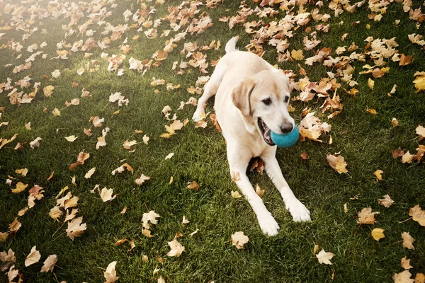 彼はフェッチをするのが好きだ 屋外の草の上に倒れた葉の間に座っている可愛いラブラドール — ストック写真