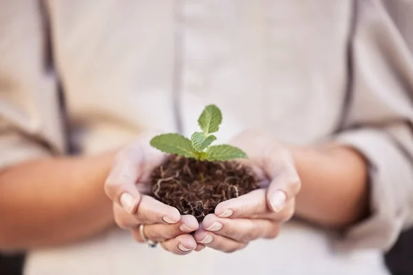 Hands Seedling Woman Business Growth Startup Company Investment Accountability Soil — Stock Photo, Image
