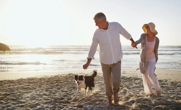 他喜欢玩这个游戏 一对心地善良的老夫妇在海滩与他们的狗玩耍时的全景镜头 — 图库照片