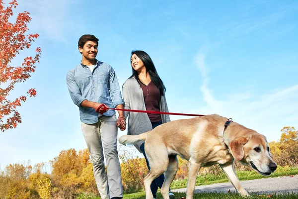 stock image Everyone should experience the joy of pet parenthood. a loving young couple taking their dog for a walk through the park