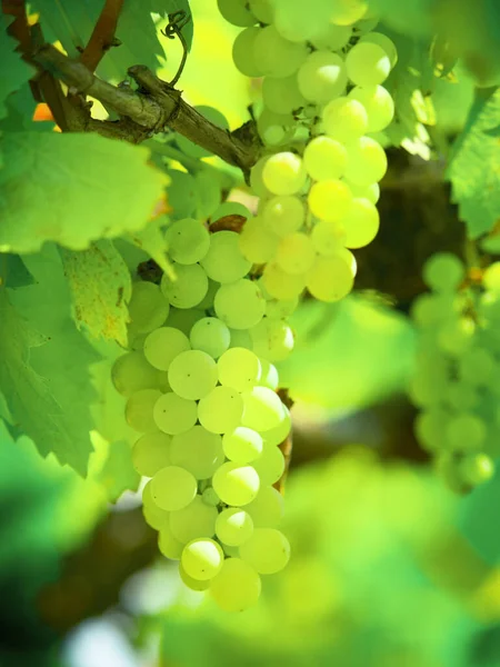 Lato Rośliny Rolnictwo Winogron Winnicy Dla Wzrostu Zrównoważonego Rozwoju Środowiska — Zdjęcie stockowe