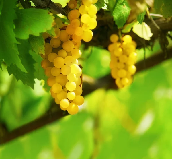 Natureza Fruta Agricultura Com Uvas Vinha Para Crescimento Sustentabilidade Meio — Fotografia de Stock