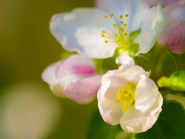 Квіти Весна Крупним Планом Природа Саду Зеленими Рослинами Зростання Листя — стокове фото