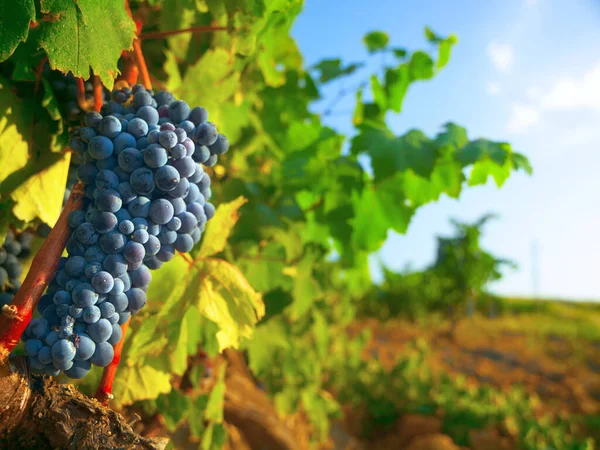 Nature Farm Agriculture Grapes Vineyard Growth Sustainability Environment Fruit Summer — Stock Photo, Image