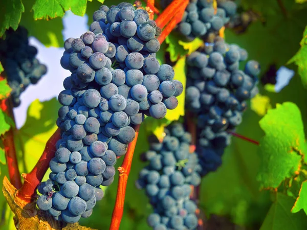 Natura Rośliny Owoce Winogron Winnicy Dla Wzrostu Zrównoważonego Rozwoju Środowiska — Zdjęcie stockowe
