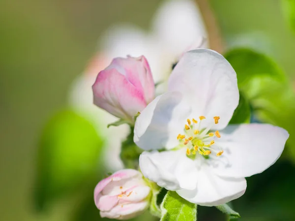 Квіти Природа Крупним Планом Цвіте Саду Зеленими Рослинами Ростуть Листя — стокове фото