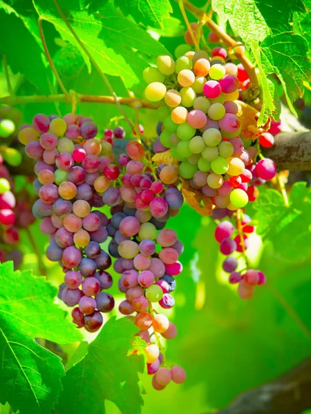 Fruits Plantes Agriculture Avec Des Raisins Sur Vignoble Pour Croissance — Photo