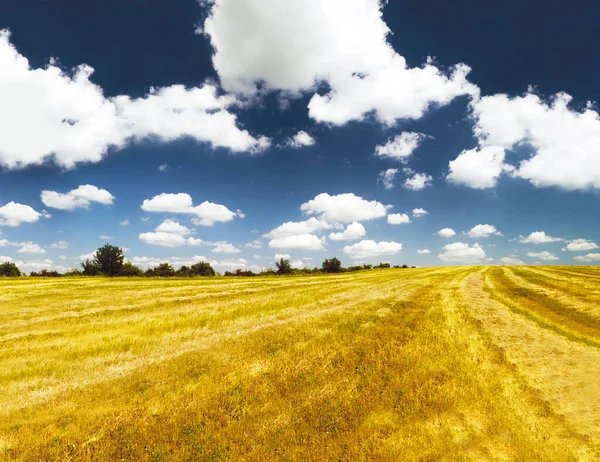 Gräs Landskap Och Utomhus Med Himmel Moln Och Gyllene Fält — Stockfoto
