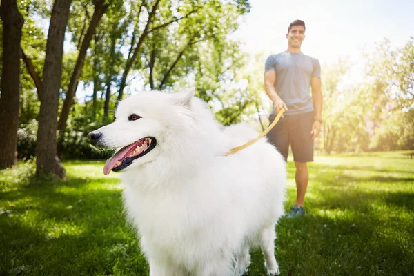 是时候散散步了一个在公园遛狗的英俊年轻人 — 图库照片
